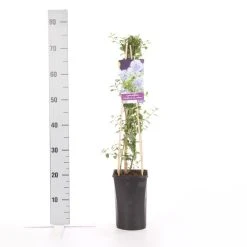 Amerikaanse Sering (Ceanothus Thyrsiflorus 'Repens') -Groene Wereld ceanothus thyrsiflorus var. repens 1