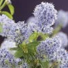 Amerikaanse Sering (Ceanothus Thyrsiflorus 'Repens')