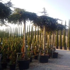 Ceder Als Dakboom (Cedrus Deodara 'Pendula') -Groene Wereld cedrus deodara dak 1