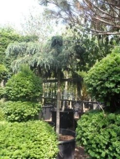 Ceder Als Boom (Cedrus Deodara 'Feelin Blue') -Groene Wereld cedrus deodara feelin blue 20 25ho 1 1