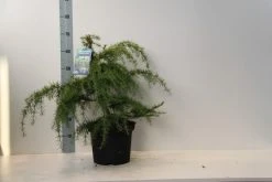 Ceder (Cedrus Deodara 'Golden Horizon') -Groene Wereld cedrus deodara golden horizon 40 50 cm c7.5