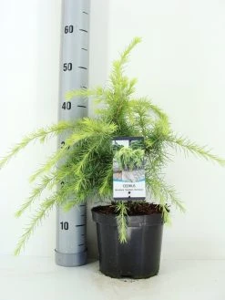 Ceder (Cedrus Deodara 'Golden Horizon') -Groene Wereld cedrus deodara golden horizon c3 m