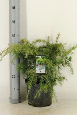 Ceder (Cedrus Deodara 'Golden Horizon') -Groene Wereld cedrus deodara golden horizon c5 m 1