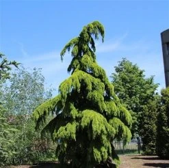 Treurceder (Cedrus Deodara 'Pendula') -Groene Wereld cedrus deodara pendula 1