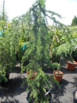 Treurceder (Cedrus Deodara 'Pendula') -Groene Wereld cedrus deodara pendula 150 175 c35