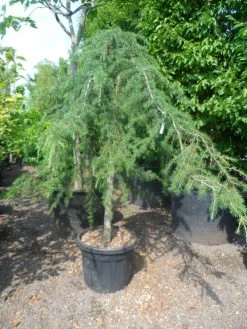 Treurceder (Cedrus Deodara 'Pendula') -Groene Wereld cedrus deodara pendula 20 25ho c110