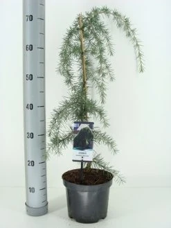 Treurceder (Cedrus Deodara 'Pendula') -Groene Wereld cedrus deodara pendula c3 m 1 2