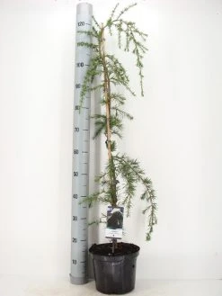 Treurceder (Cedrus Deodara 'Pendula') -Groene Wereld cedrus deodara pendula c5 m 1 2