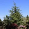 Libanonceder (Cedrus Libani) -Groene Wereld cedrus libani