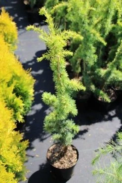 Atlasceder (Cedrus Libani 'Atlantica Aurea') -Groene Wereld cedrus libani atlantica aurea