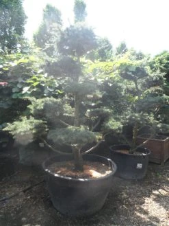 Libanonceder Als Bonsai (Cedrus Libani) 14 Libanonceder Als Bonsai (Cedrus Libani) -Groene Wereld cedrus libani bonsai 180 200 c500