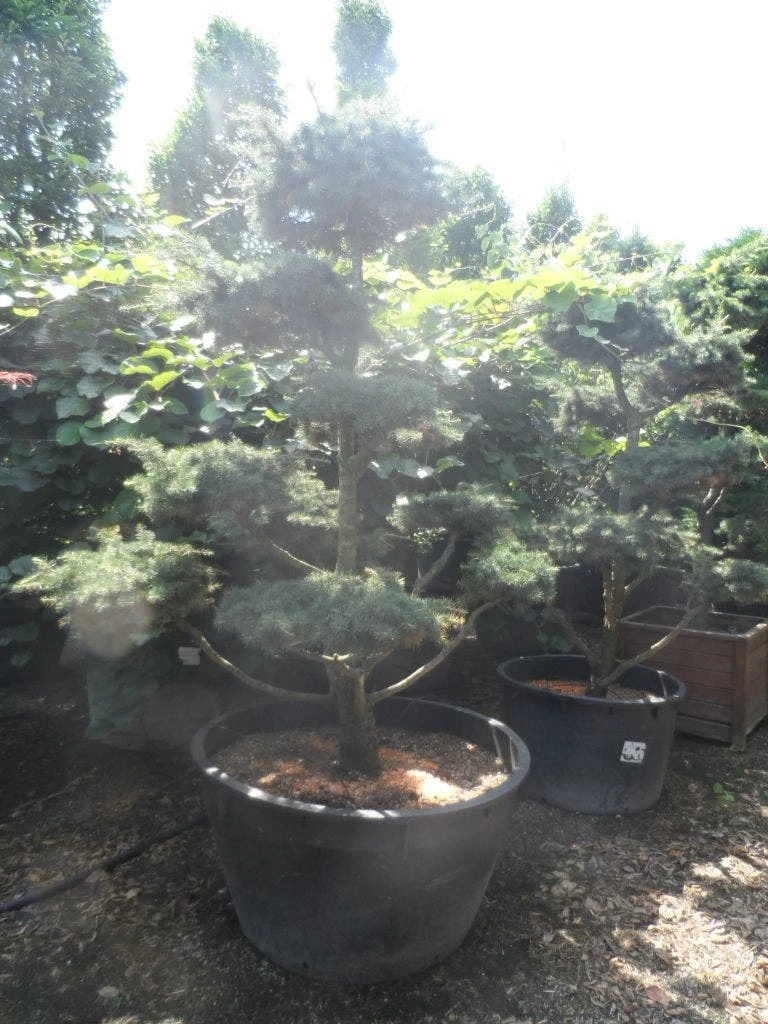 Libanonceder Als Bonsai (Cedrus Libani) 7 Libanonceder Als Bonsai (Cedrus Libani) - Afbeelding 5