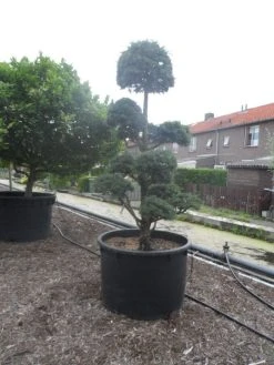 Libanonceder Als Bonsai (Cedrus Libani) 13 Libanonceder Als Bonsai (Cedrus Libani) -Groene Wereld cedrus libani bonsai c750 5
