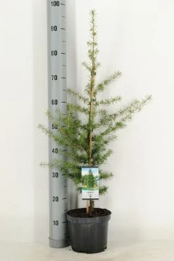 Libanonceder (Cedrus Libani) -Groene Wereld cedrus libani c3 m 1