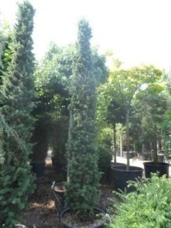 Zuilvormige Ceder (Cedrus Libani 'Fastigiata') -Groene Wereld cedrus libani fastigiata 250 300 350 c130 1 1