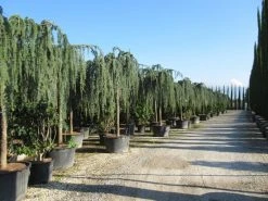 Treurceder Als Boom (Cedrus Libani 'Glauca Pendula') -Groene Wereld cedrus libani glauca pendula 2 1