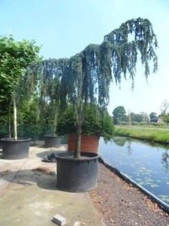 Treurceder Als Boom (Cedrus Libani 'Glauca Pendula') -Groene Wereld cedrus libani glauca pendula 35 40ho c1000 1