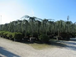 Treurceder Als Boom (Cedrus Libani 'Glauca Pendula') 39 Treurceder Als Boom (Cedrus Libani 'Glauca Pendula') -Groene Wereld cedrus libani glauca pendula 4 1