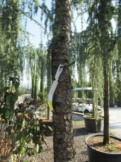 Treurceder Als Boom (Cedrus Libani 'Glauca Pendula') -Groene Wereld cedrus libani glauca pendula 5