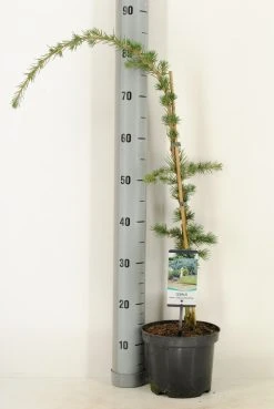 Treurceder Als Boom (Cedrus Libani 'Glauca Pendula') -Groene Wereld cedrus libani glauca pendula c3 m