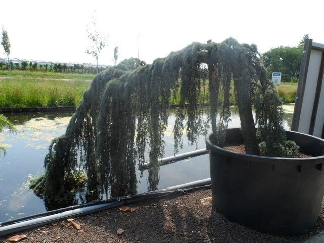 Treurceder Als Boom (Cedrus Libani 'Glauca Pendula') 13 Treurceder Als Boom (Cedrus Libani 'Glauca Pendula') - Afbeelding 11