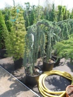 Treurceder Als Boom (Cedrus Libani 'Glauca Pendula') -Groene Wereld cedrus libani glauca pendula halfstam c35 1