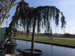 Treurceder Als Boom (Cedrus Libani 'Glauca Pendula') -Groene Wereld cedrus libani glauca pendula hoogstam solt