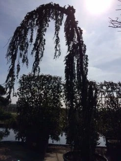 Treurceder Als Boom (Cedrus Libani 'Glauca Pendula') 36 Treurceder Als Boom (Cedrus Libani 'Glauca Pendula') -Groene Wereld cedrus libanica glauca pendula solitair geveerd 1