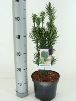 Knoptaxus (Cephalotaxus Harringtonia 'Fastigiata') -Groene Wereld cephalotaxus harr. fastigiata winter c3 m