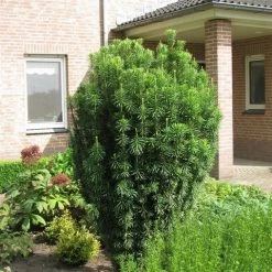Knoptaxus (Cephalotaxus Harringtonia 'Fastigiata') -Groene Wereld cephalotaxus harringtonii fastigiata