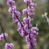 Judasboom Als Struik (Cercis Canadensis) -Groene Wereld cercis canadensis