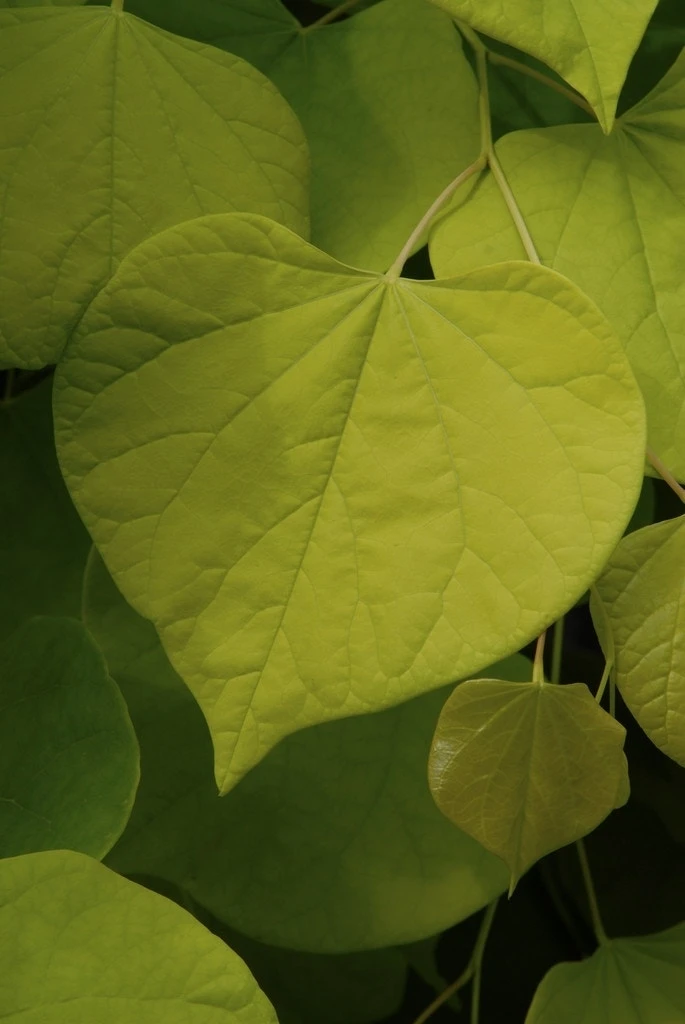Judasboom Als Struik (Cercis Canadensis) 4 Judasboom Als Struik (Cercis Canadensis) - Afbeelding 2