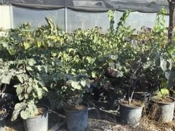 Judasboom Als Struik (Cercis Canadensis 'Forest Pansy') -Groene Wereld cercis canadensis forest pansy 100 125 cm 2