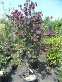 Judasboom Als Struik (Cercis Canadensis 'Forest Pansy') -Groene Wereld cercis canadensis forest pansy 150 175 1 2
