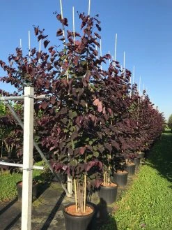 Meerstammige Judasboom (Cercis Canadensis 'Forest Pansy') -Groene Wereld cercis canadensis forest pansy c50 3 stem