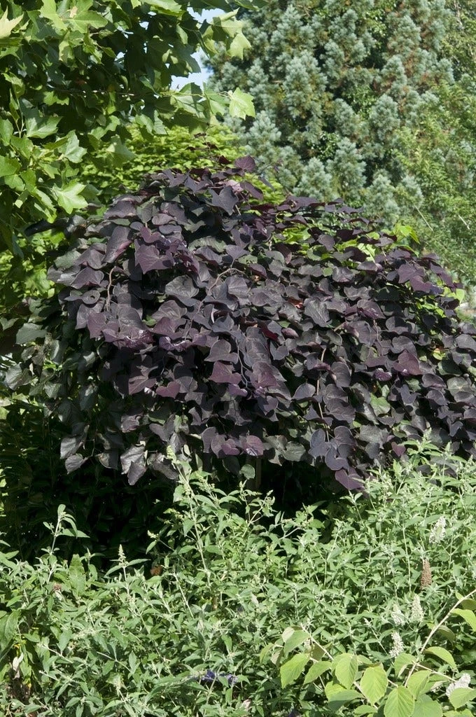 Treur Judasboom (Cercis Canadensis 'Ruby Falls') 3 Treur Judasboom (Cercis Canadensis 'Ruby Falls')