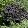 Treur Judasboom (Cercis Canadensis 'Ruby Falls') -Groene Wereld cercis canadensis ruby falls01