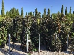 Treur Judasboom (Cercis Canadensis 'Ruby Falls') 6 Treur Judasboom (Cercis Canadensis 'Ruby Falls') -Groene Wereld cercis canadensis ruby falls 150 175cm c18 1