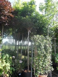 Chinese Judasboom (Cercis Chinensis 'Avondale') -Groene Wereld cercis chinensis avondale 10 12 14ho cont