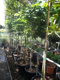 Chinese Judasboom (Cercis Chinensis 'Avondale') -Groene Wereld cercis chinensis avondale halfstam c35