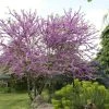 Judasboom Als Struik (Cercis Siliquastrum) -Groene Wereld cercis siliquastrum01 1