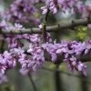 Judasboom (Cercis Siliquastrum) -Groene Wereld cercis siliquastrum 1 1