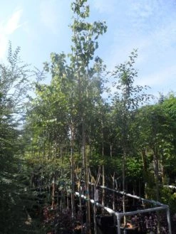 Judasboom (Cercis Siliquastrum) -Groene Wereld cercis siliquastrum 10 12ho cont