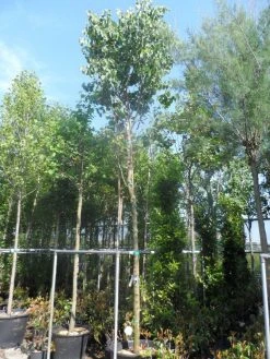 Judasboom (Cercis Siliquastrum) -Groene Wereld cercis siliquastrum 18 20ho cont