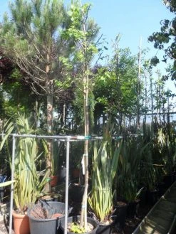 Judasboom (Cercis Siliquastrum) -Groene Wereld cercis siliquastrum alba 10 12ho cont 1