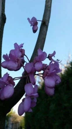 Judasboom (Cercis Siliquastrum) -Groene Wereld cercis sill