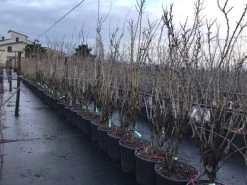 Chinese Judasboom (Cercis Chinensis 'Shirobana') -Groene Wereld cercisshirbana 1