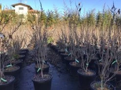 Chinese Judasboom (Cercis Chinensis 'Shirobana') -Groene Wereld cercisshirobana125 1