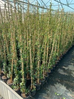 Toscaanse Jasmijn (Trachelospermum Jasminoides 'Winter Ruby') -Groene Wereld cf397af1 424c 440f b659 6b33d5eedf60