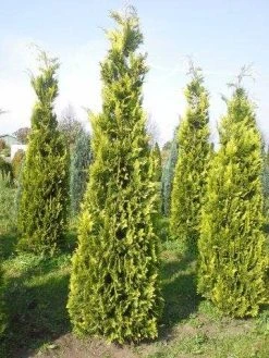 Gele Haagconifeer (Chamaecyparis Lawsoniana 'Ivonne') 15 Gele Haagconifeer (Chamaecyparis Lawsoniana 'Ivonne') -Groene Wereld cham l ivonne 250 3001